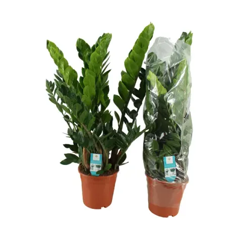 Замиокулькас Замифолия ø21 h75 см