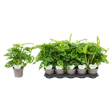 Монстера Монки Лиф ø12 h30 см