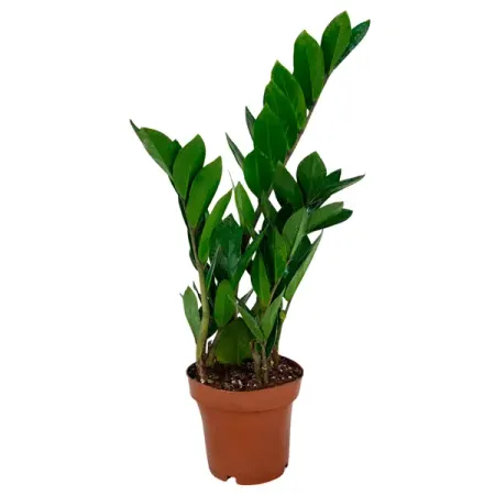 Замиокулькас Замифолия ø12 h35 см