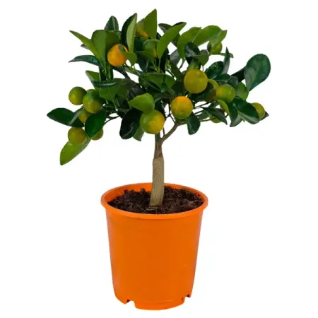 Цитрофортунелла Каламондин микс ø14 h35 см