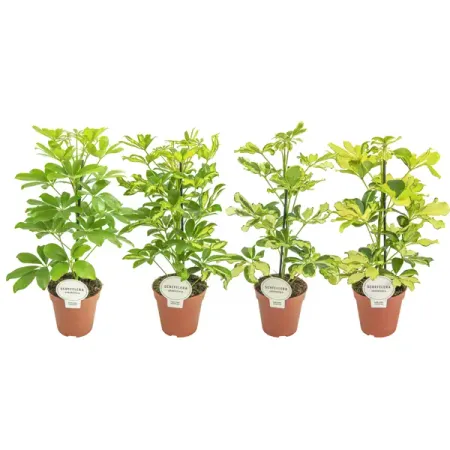 Шеффлера микс ø13 h45 см