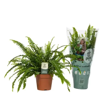 Нефролепис Грин Леди ø12 h28 см