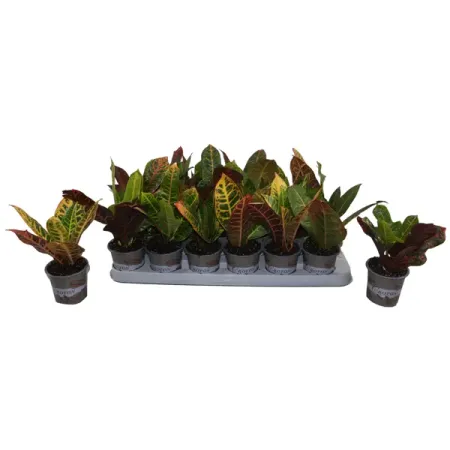 Кротон мелколистный Стандарт ø9 h15 см