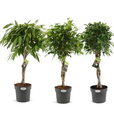 Фикус переплетенный микс ø24 h100 см