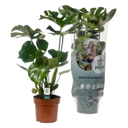 Монстера Делициоза ø17 h60 см