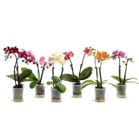 Фаленопсис Мини микс ø6 h17 см