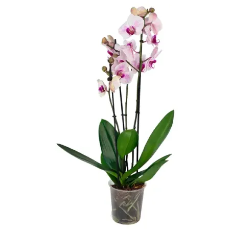 Фаленопсис микс 3 ствола ø12 h50 см