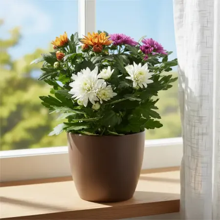 Хризантема Карнавал 3 цвета ø12 h25 см