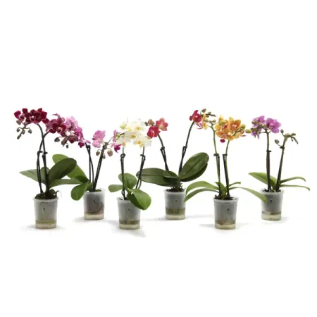 Фаленопсис мини микс 2 ствола ø6 h17 см