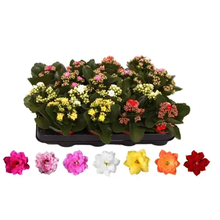 Каланхоэ Блоссфельда одноцветное ø7 h15 см