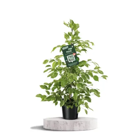 Фикус Бенджамина Голден Кинг ø21 h105 см