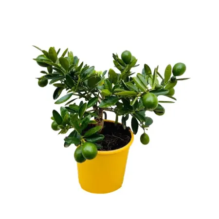 Цитрофортунелла Флоридана Лаймкват ø14 h14 см