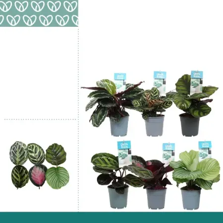 Калатея микс ø12 h35 см