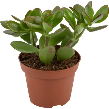 Крассула микс ø5.5 h8 см