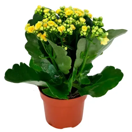 Каланхоэ Розалина Дабл Кэтчи микс ø10.5 h10.5 см