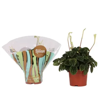 Пеперомия Лилиан ø12 h25 см