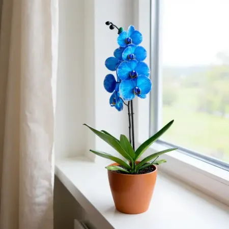 Фаленопсис Королевский синий 1 ствол ø12 h55 см