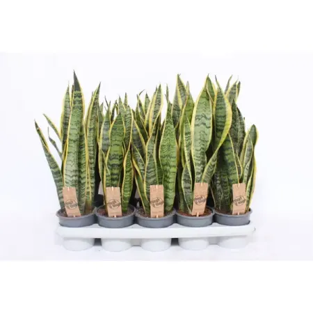 Сансевиерия Лауренти ø12 h40 см сансеверия лауренти 17x65 см