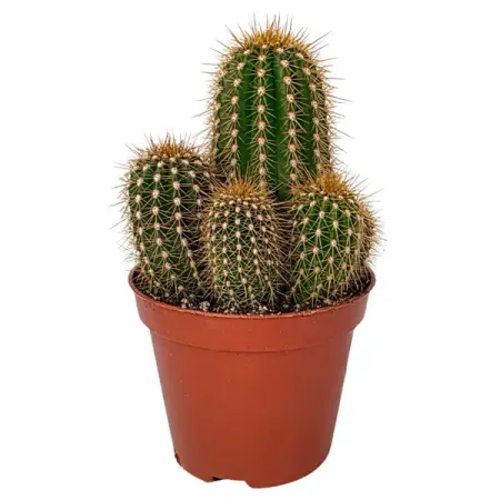 Кактус микс ø8.5 h9 см оригинальные микропереключатели c