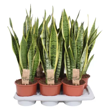 Сансевиерия Лауренти ø17 h65 см сансеверия лауренти 17x65 см