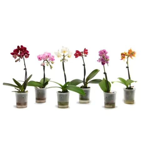 Фаленопсис Мини микс 1 ствол ø6 h17 см