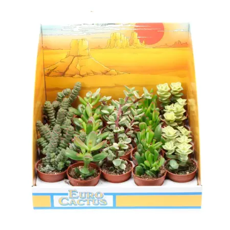 Крассула микс ø5.5 h8 см