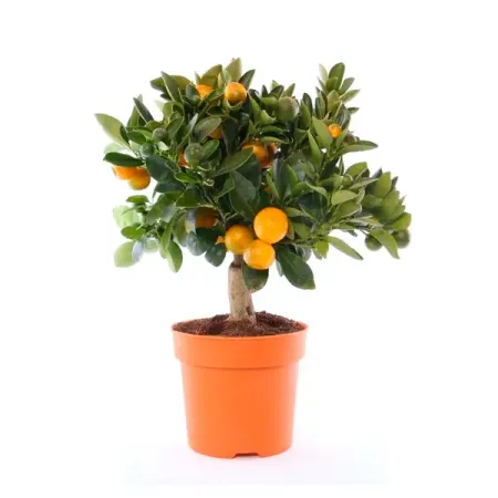 Цитрофортунелла Каламондин ø14 h35 см