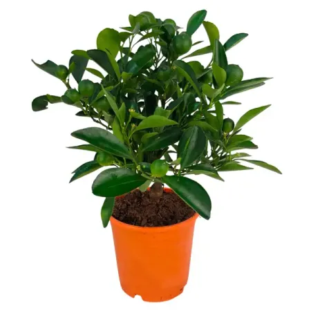 Цитрофортунелла Каламондин микс ø12 h30 см