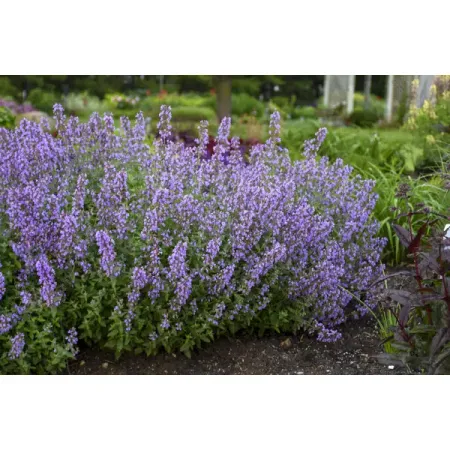 Котовник Кит Кэт