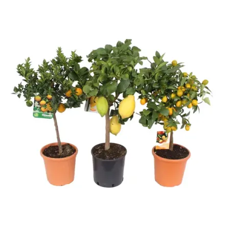 Цитрус микс ø21 h70 см цитрус микс ø21 h70 см