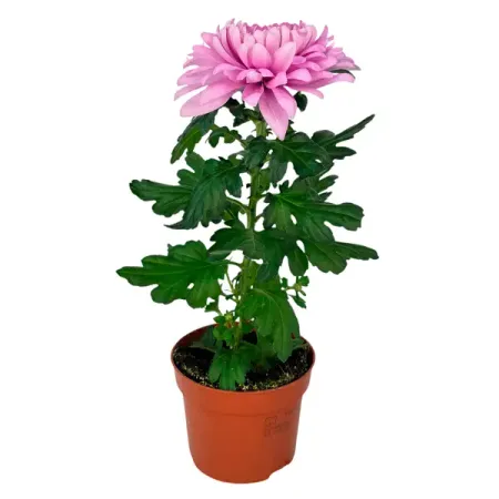 Хризантема Супернова микс ø10.5 h30 см искусственные ы laurelchow шелк хризантема маргаритка кореопсис гербера