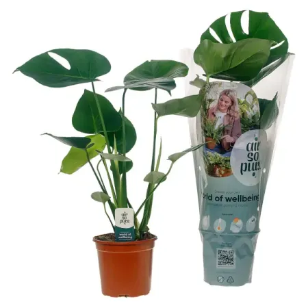 Монстера Делициоза ø14 h70 см