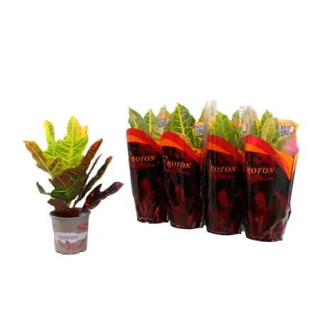 Кротон Экселент и Петра микс ø13 h35 см