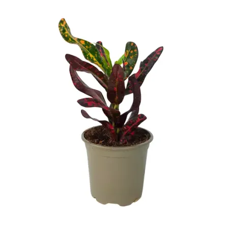 Плант микс ø9 h35 см