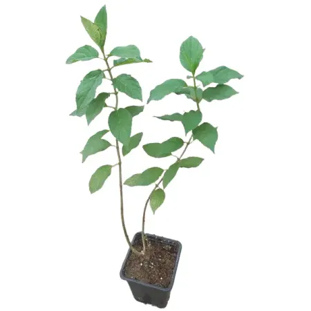 Гортензия метельчатая ø9 см h25 см гортензия метельчатая мэджикал килиманджаро ø17 h20 см