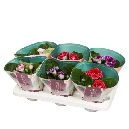 Глоксиния Брокаде микс ø12 h20 см