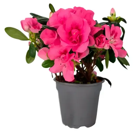 Азалия Хельмут Фогель микс ø11 h25 см