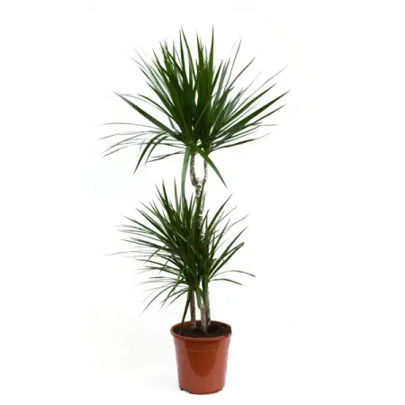 Драцена Маджента ø21 h110 см