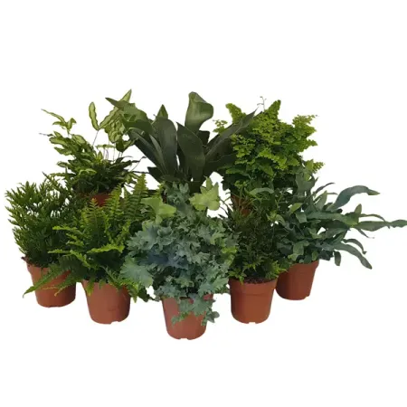 Папоротники микс ø12 h35 см искусственные папоротники on merit