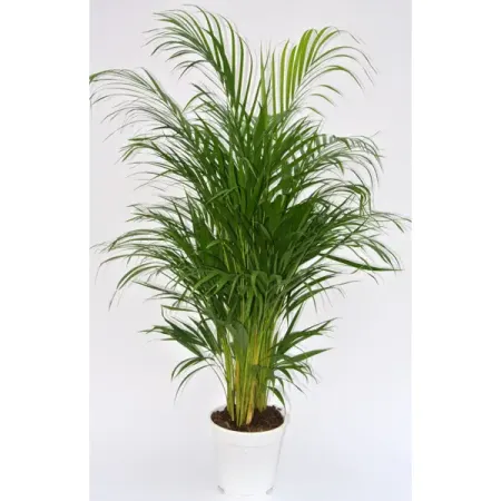 Дипсис ø21 h100 см