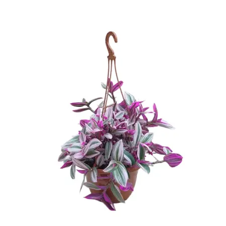 Традесканция Нанук ø15 h25 см