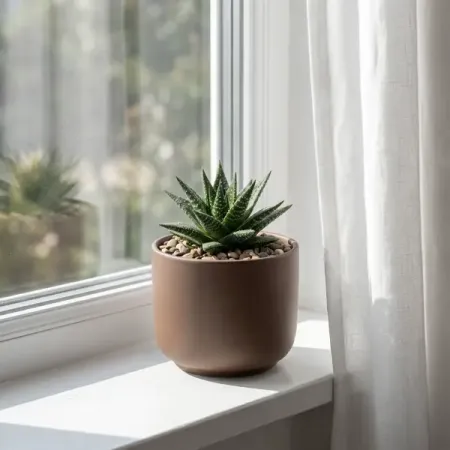 Алоэ Хавортия микс ø12 h18 см