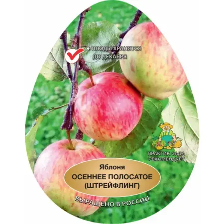 Яблоня Осеннее полосатое в тубе Поиск Инвест