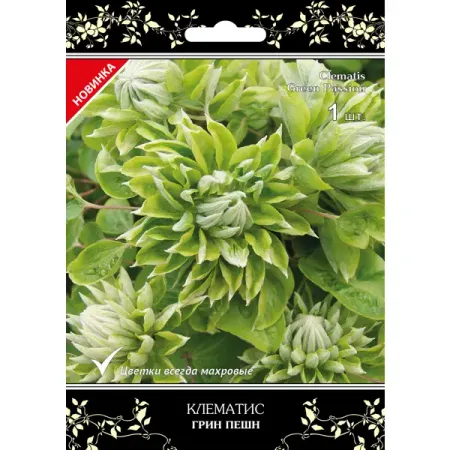 Клематис крупноцветковый Грин Пассион в капере искусственные растения из пластика зелёные 6 шт