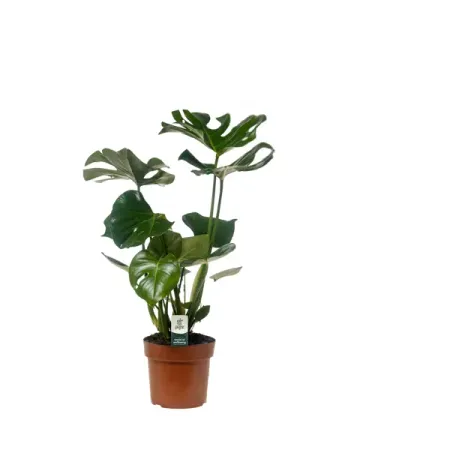 Монстера Делициоза ø17 h60 см