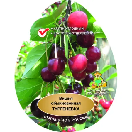 Вишня Тургеневка сетке h180 см