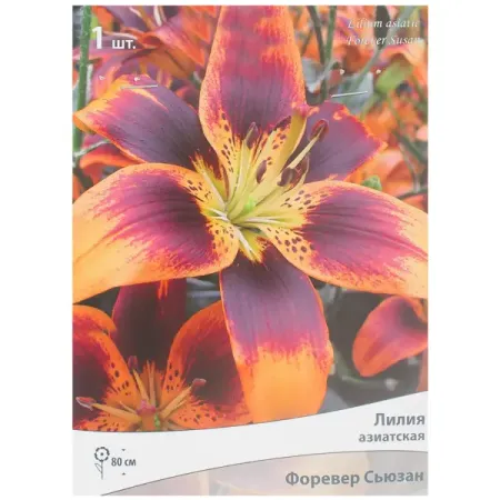 Лилия азиатская «Форевер Сьюзан» лилии азиатские блэк аут луковицы 14 16 1 шт