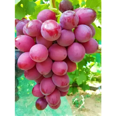 Виноград плодовый Подарок Елене h37 см хру ный музыкальный подарок will