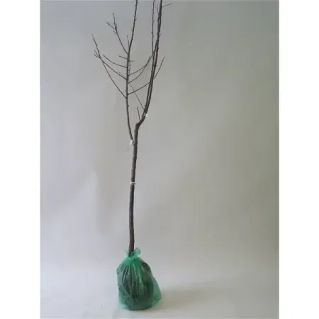 Вишня Дерево-сад Жуковская/Ночка/Любская h180 см