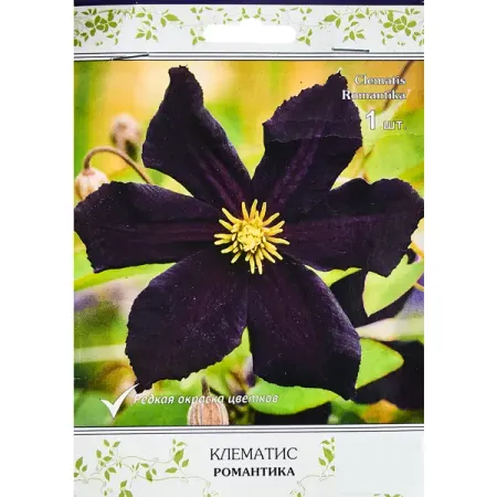 Клематис крупноцветковый Романтика ø5 h10 см